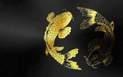 Koi